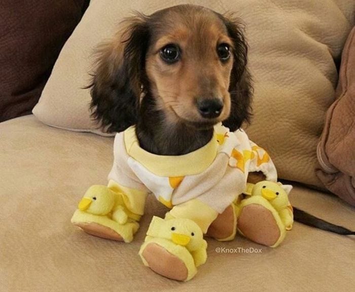 perros en pijama destacada