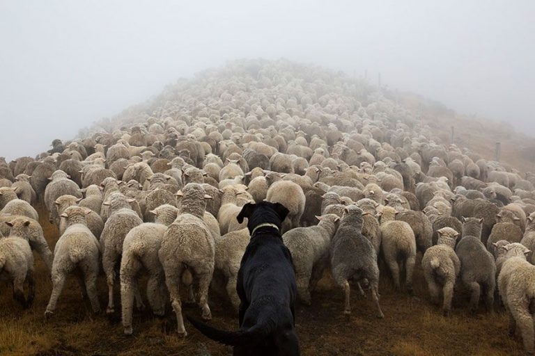 Conoce la increíble labor que realizan los perros en nuestra sociedad a través de su trabajo