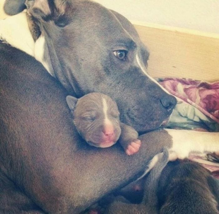 Como Hacer Que Un Pitbull Suelte A Otro Perro