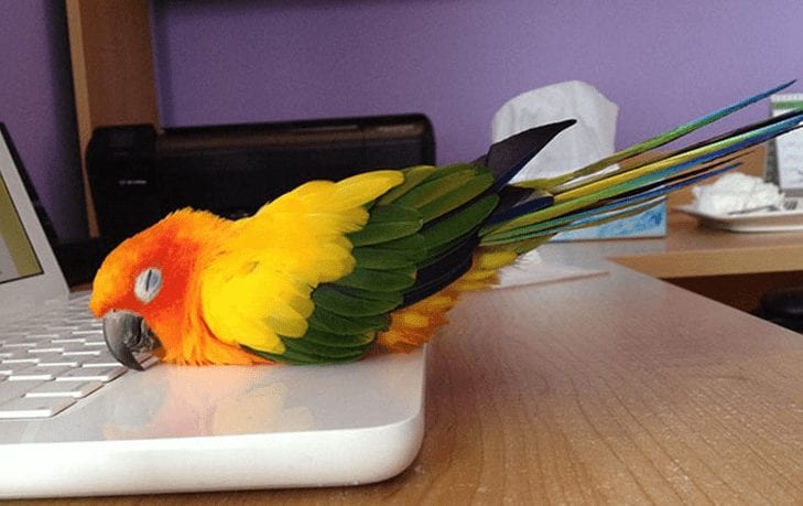 29 animales usando el calor que nosotros no aprovechamos de la manera más dulce posible