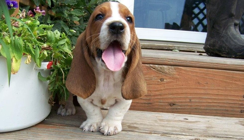 Citas célebres para todo amante de perros