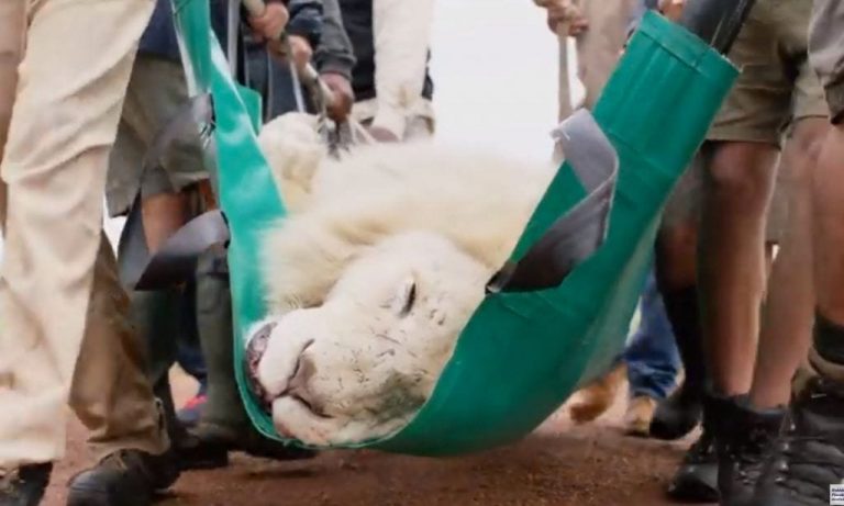 Este león blanco sufría una grave infección, pero su mejor amigo consiguió que le salvasen la vida