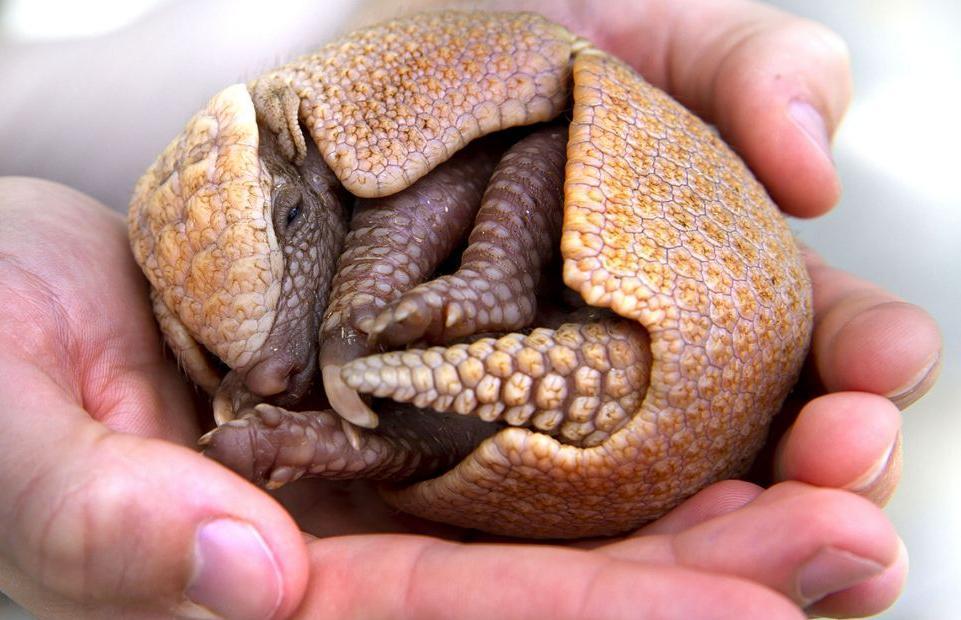 20 animales que nunca has visto de bebés