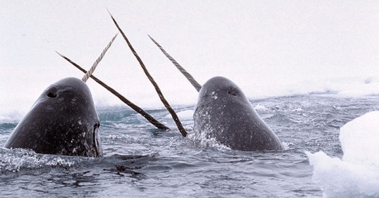 18 animales que parecen seres mitológicos pero que existen en la realidad