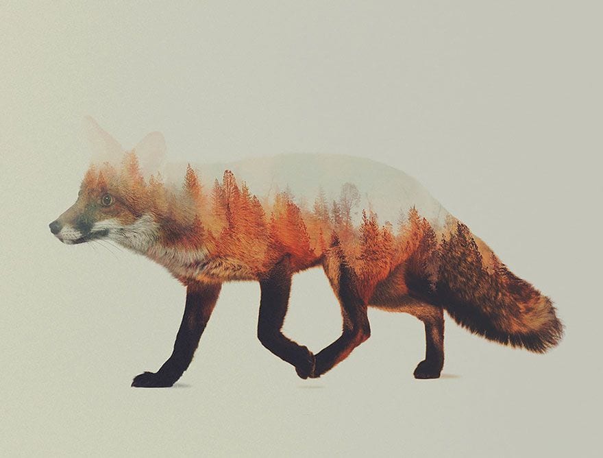 22 impactantes y originales fotografías que logran fusionar a los animales con su entorno