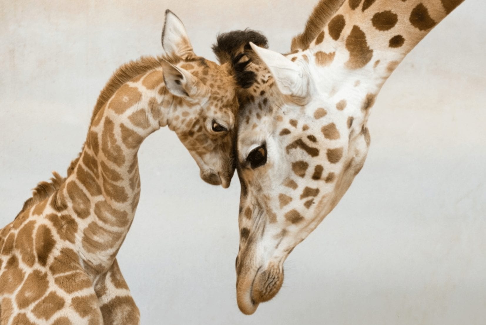 24 enternecedoras escenas de animales con sus crías de las que te vas a enamorar
