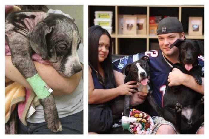 antes despues animales 15