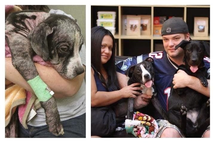 20 antes y después de animales adoptados que muestran cómo les cambia la vida tras ello
