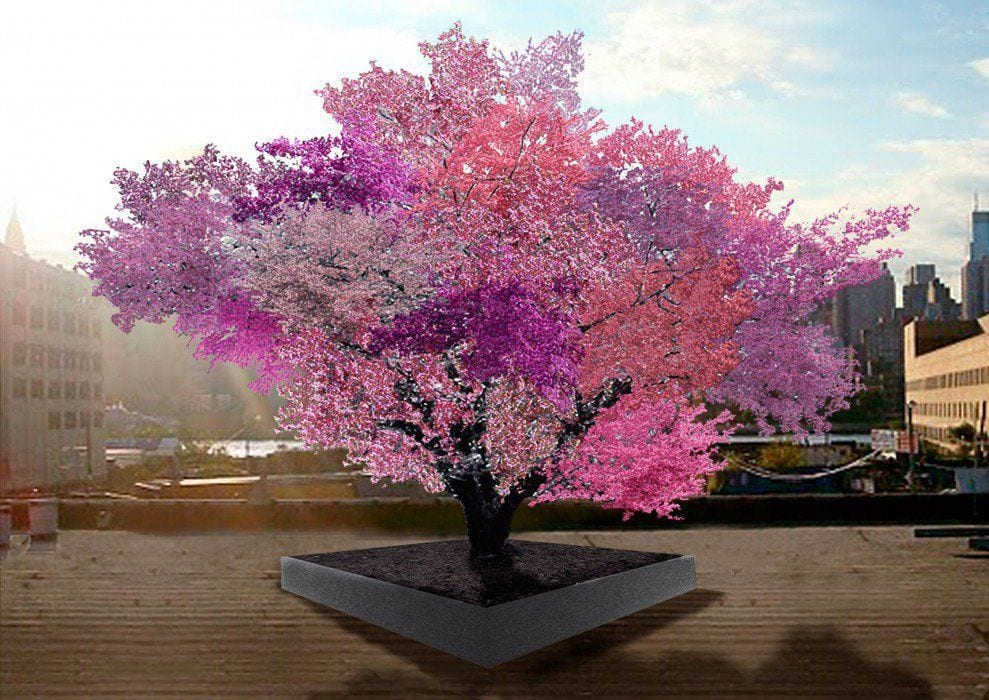Este árbol es increíble, pero sus frutos son lo que lo hacen realmente especial