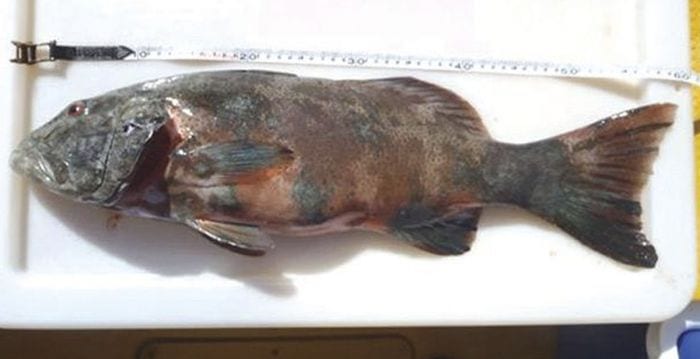 peces cancer de piel