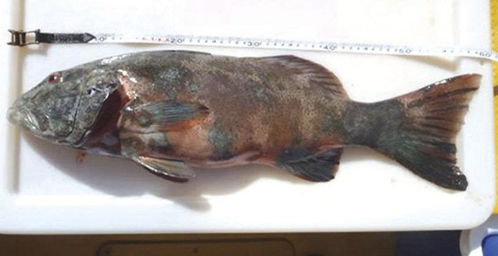 Cáncer de piel en los peces y otros efectos del cambio climático que desconoces