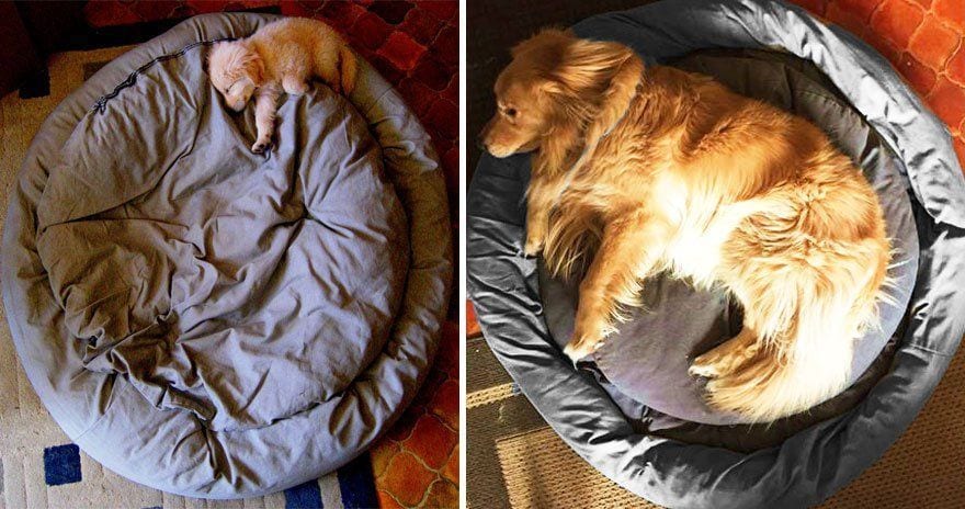 Descubre qué tan rápido crecen los perros