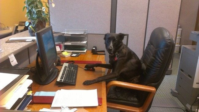 perros de oficina 19