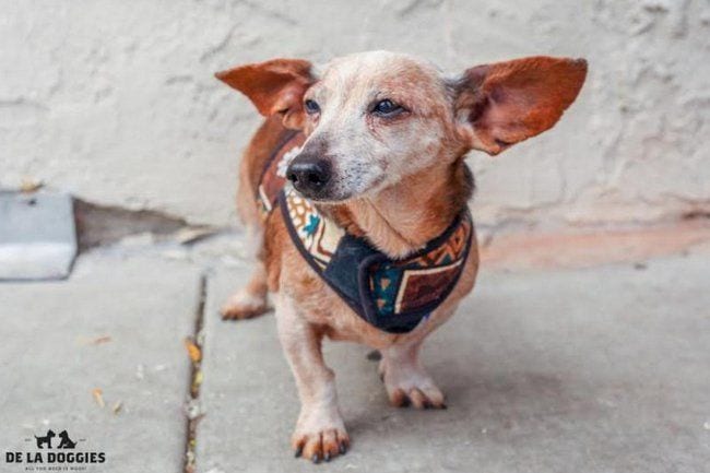 razones para adoptar perro 9