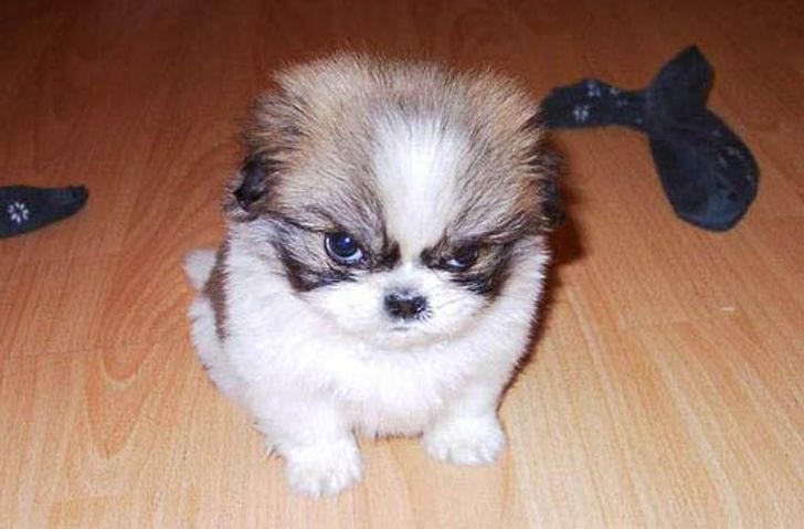 angry dog
