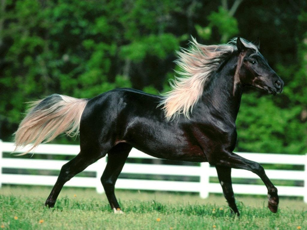 Conoce estas curiosidades sobre los caballos