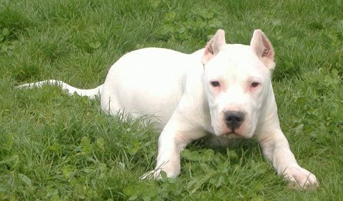 dogo argentino 3