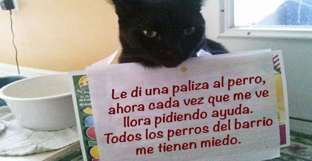 Conoce a los gatos que no se avergüenzan de reconocer todos sus delitos