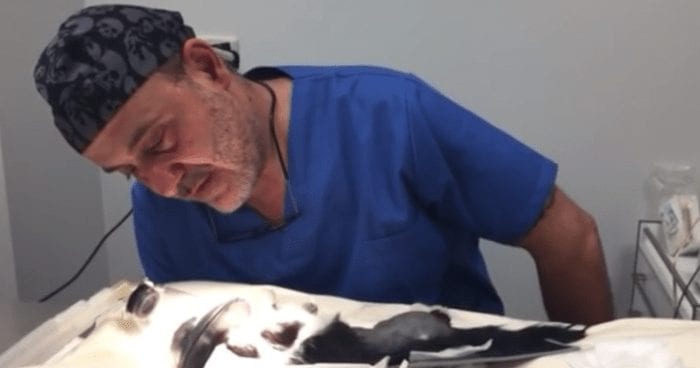 gato maltrato veterinario