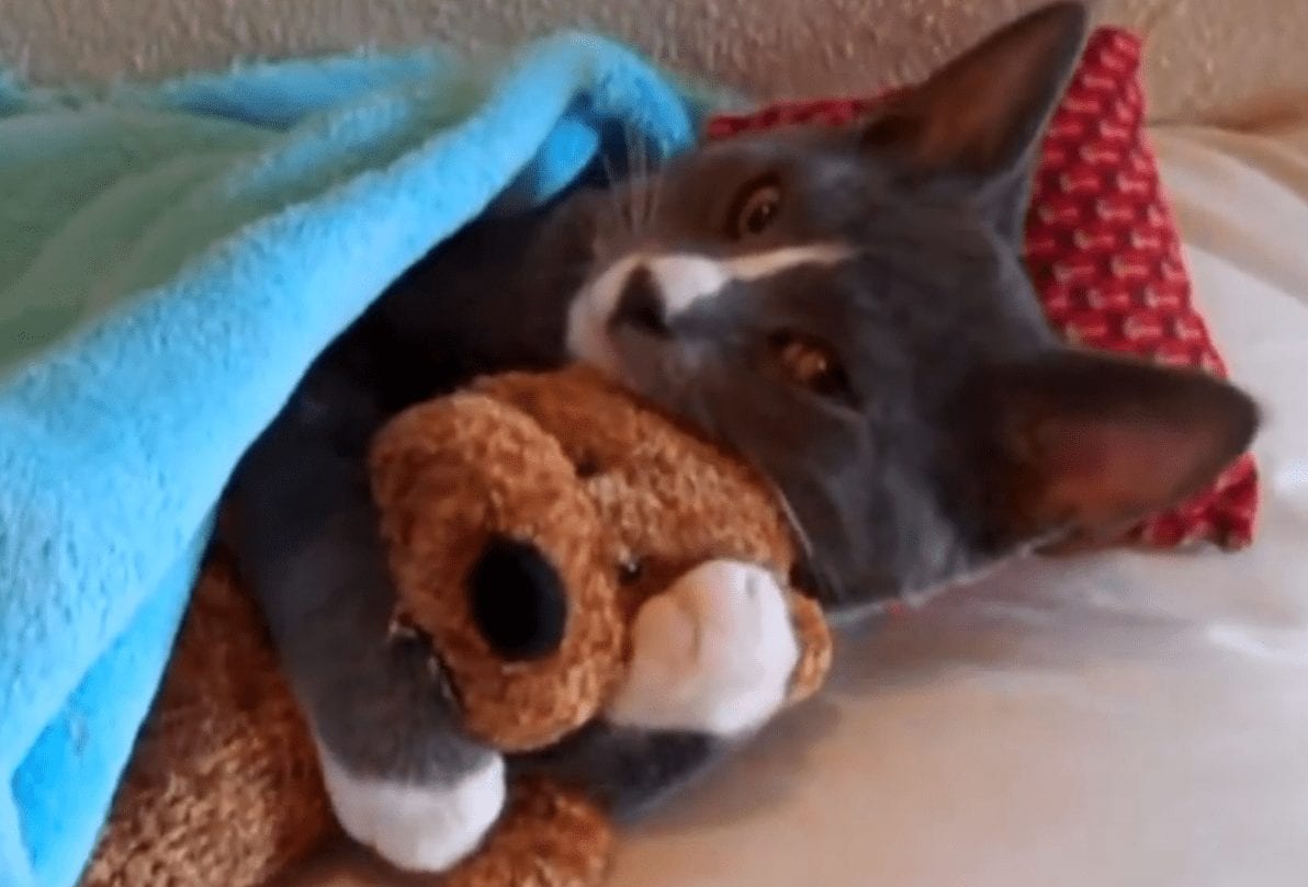 Una investigadora demuestra que nuestra adicción a ver gatos en la red beneficia nuestra salud