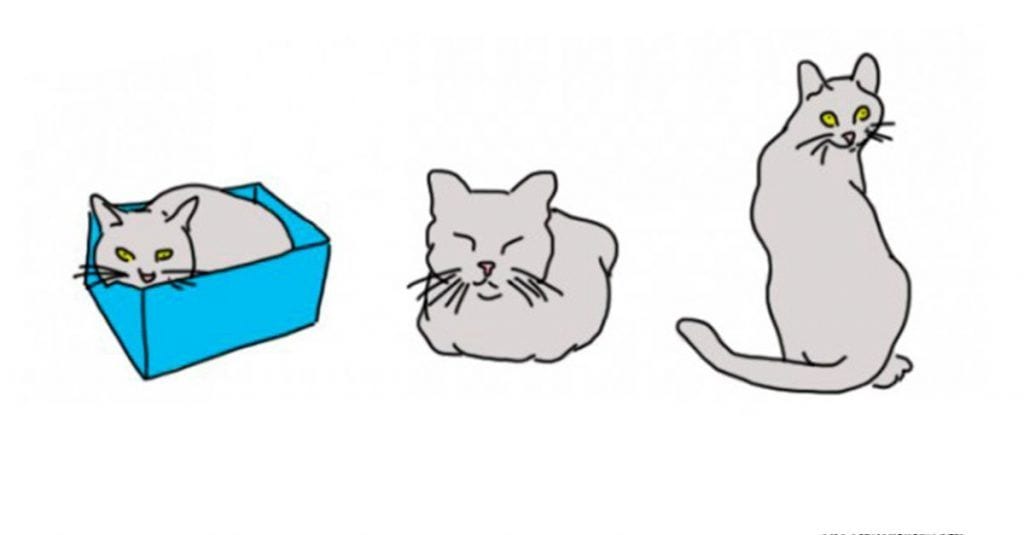 Aprende a entender el lenguaje corporal de los gatos