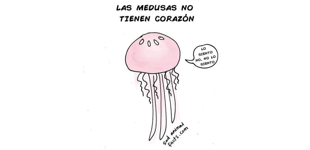 medusa destacada