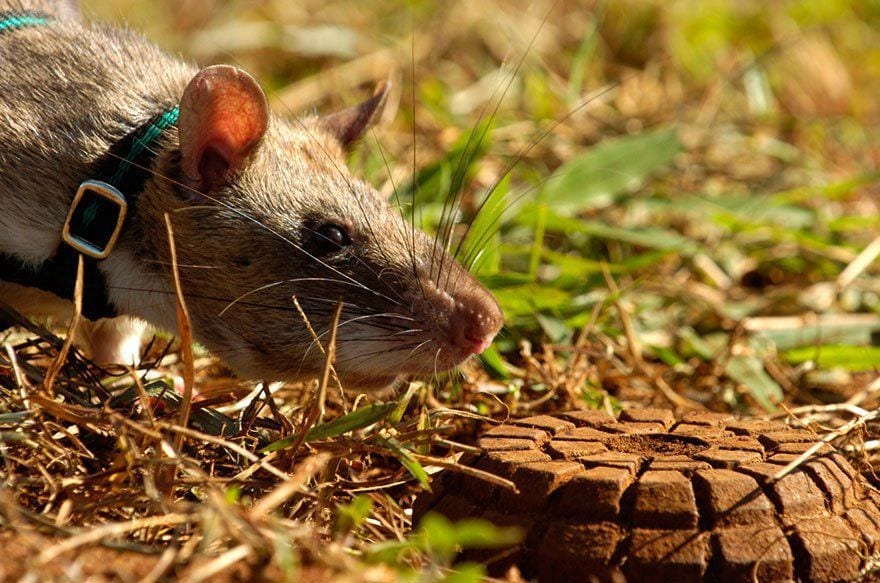 ¿Sabías que las ratas puede salvar miles de vidas cada año? Conoce la gran idea de esta ONG