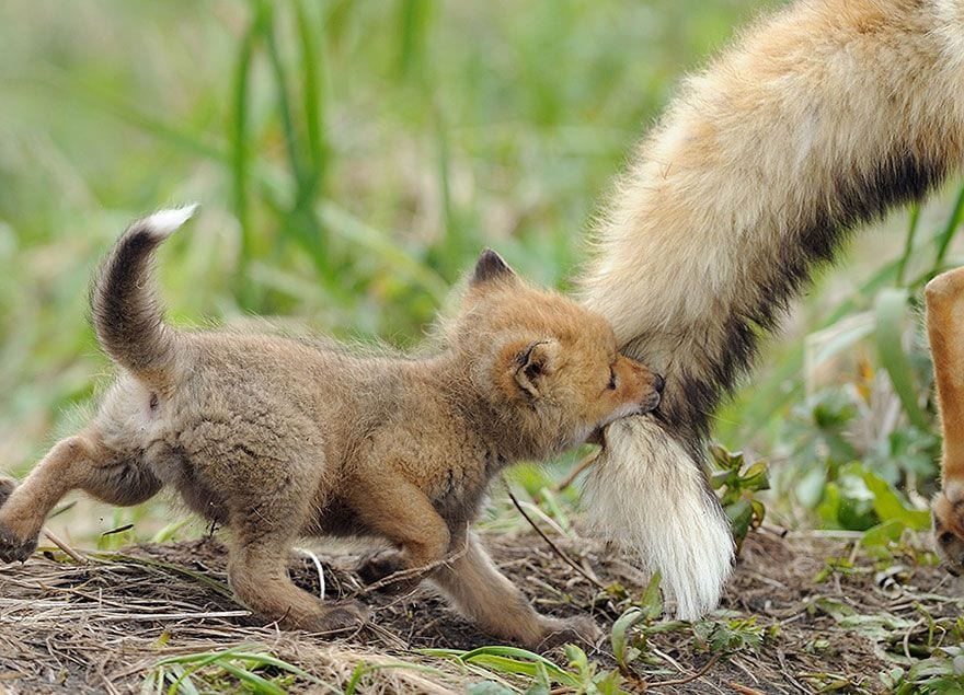 ¿Quieres saber quién es el mejor padre en el reino animal? No te pierdas nuestro ranking
