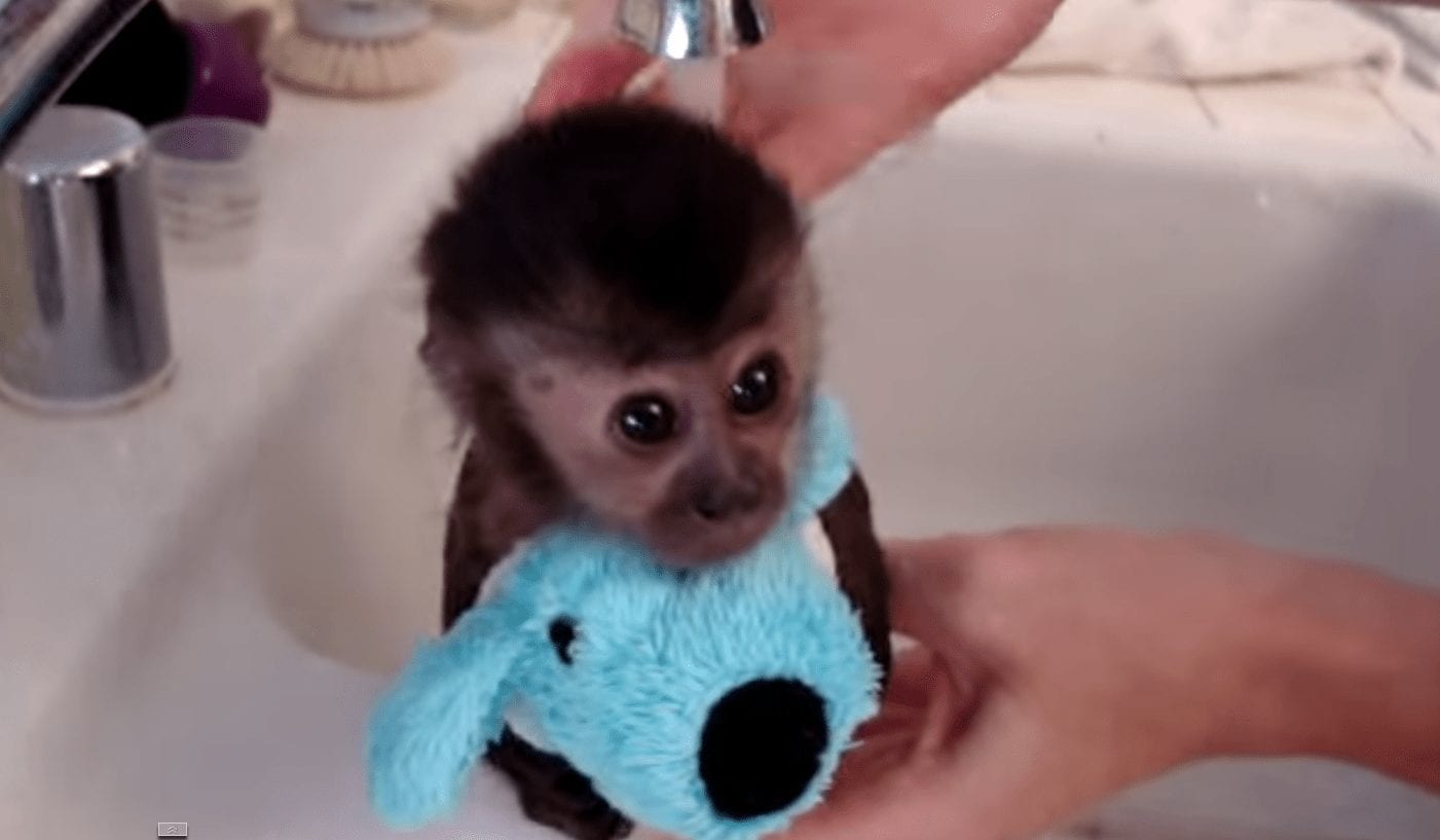 No hay nada más dulce que un pequeño mono recibiendo un baño
