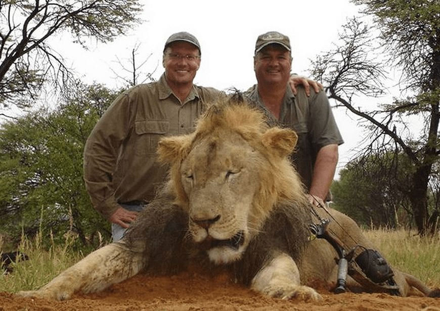 Asesina a Cecil, el león más querido de África