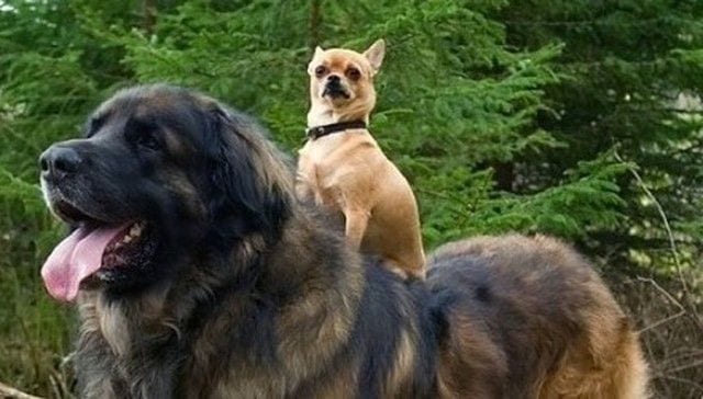 chihuahuas destacada