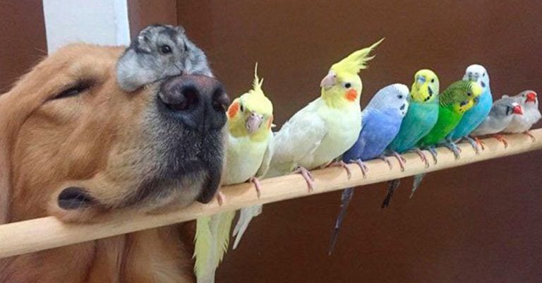 Te presentamos a la familia animal más entrañable y asombrosa del planeta, te va a encantar
