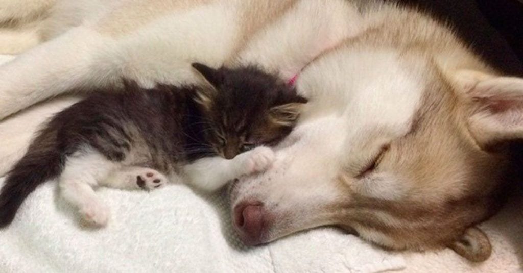 Pensaban que la gatita iba a morir, pero esta husky la adoptó y ahora cree que es un perro más