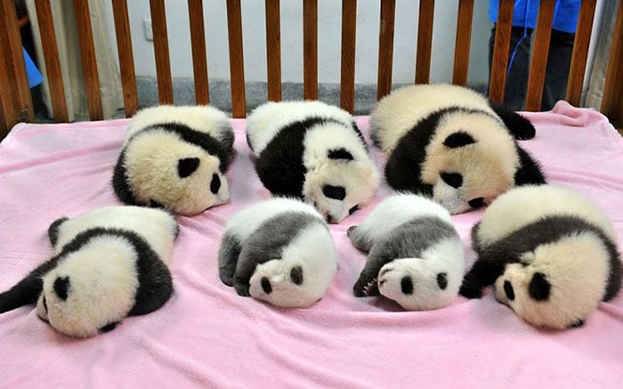 ¿Una guardería para pandas? Pues existe y es el lugar más adorable de la Tierra