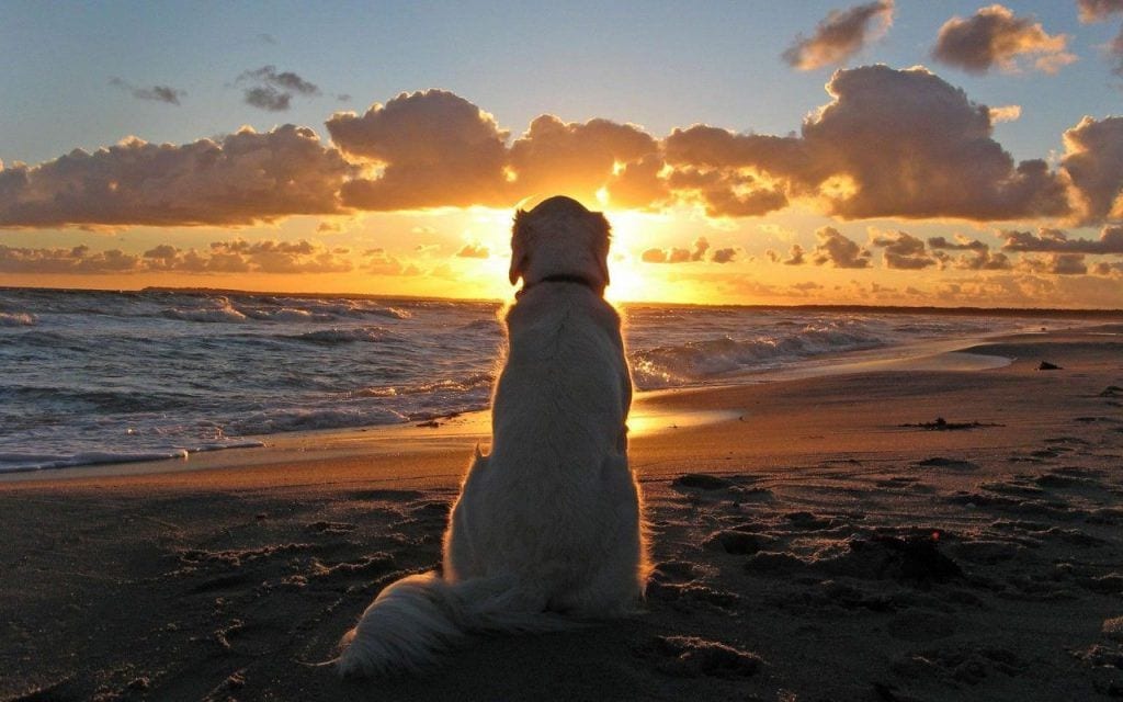 14 momentos con tu perro que guardarás toda la vida como un tesoro