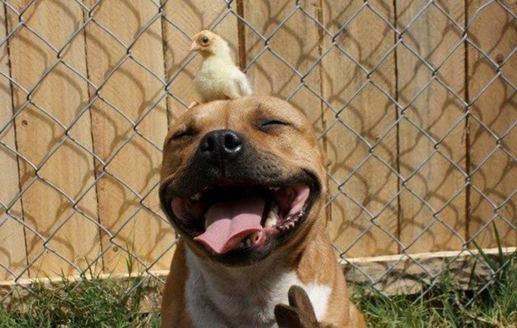 11 perros peligrosos de los que deberías alejarte
