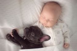 bebe y bulldog 3