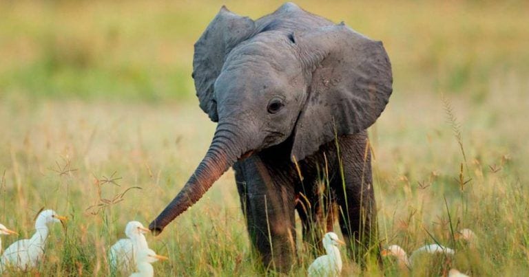 Lo que muchos están dispuestos a pagar para matar a un animal salvaje