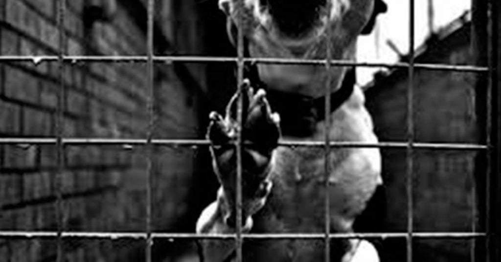Te mostramos por qué los criaderos de perros deberían desaparecer