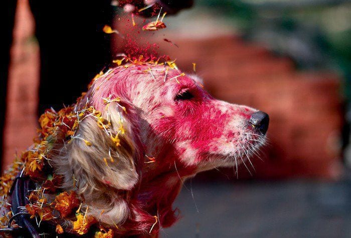 En Nepal hay un festival que cada año homenajea a los perros como merecen