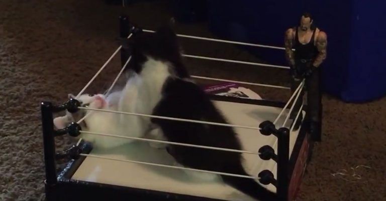 Un ring de lucha libre es el nuevo juguete preferido de los gatos