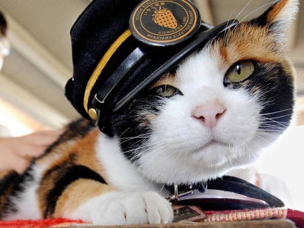 9 gatos que se convirtieron en héroes y merecen un homenaje