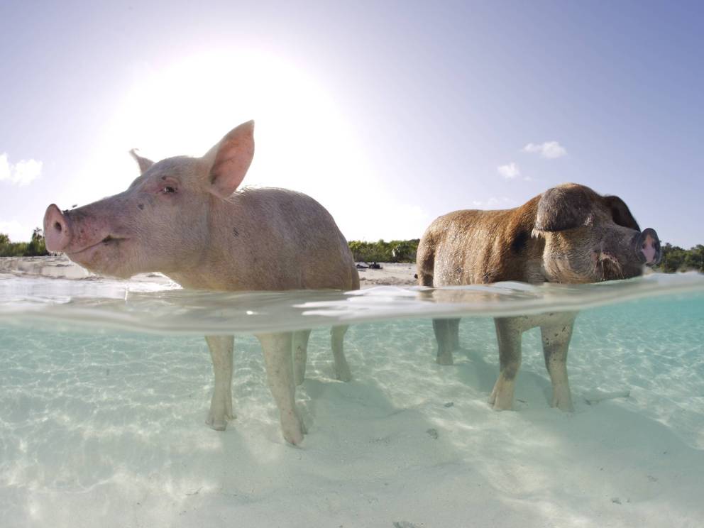 Descubre 10 asombrosos lugares del mundo donde reinan los animales