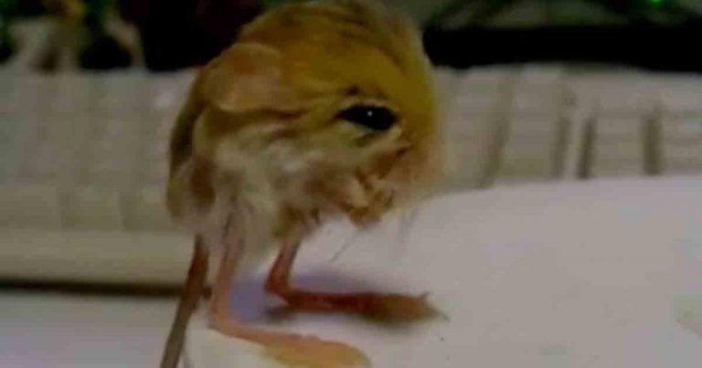 Conoce al jerbo pigmeo, un precioso animal que parece sacado de un cuento de Disney