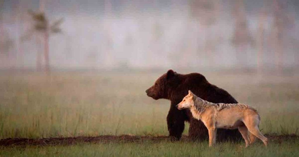 lobo oso amigos
