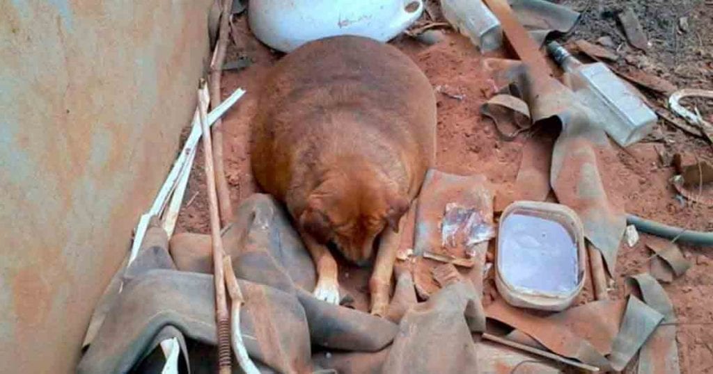 perra abandonado obesa
