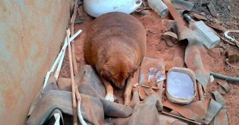 Maltrato animal y abandono no siempre es sinónimo de un bajo peso. La obesidad es igual de mala