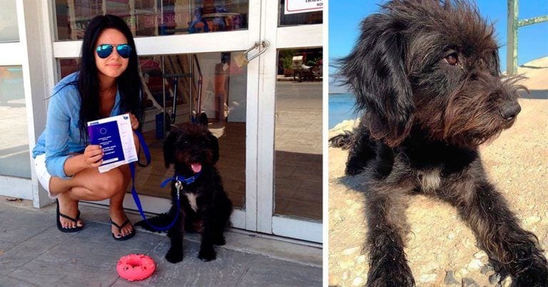 Voló 10.000 km para adoptar a la perrita que le salvó la vida y lo cambió todo para siempre