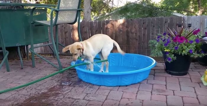 perro labrador se llena la piscina