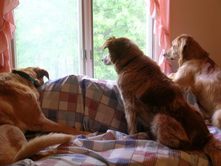 Esta es la razón de que tu perro se alegre tanto de verte, aunque sólo hayas salido 5 minutos